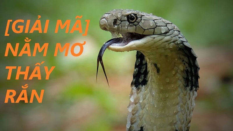 Giải mã điềm báo giấc mộng thấy rắn Giải mã điềm báo giấc mộng thấy rắn