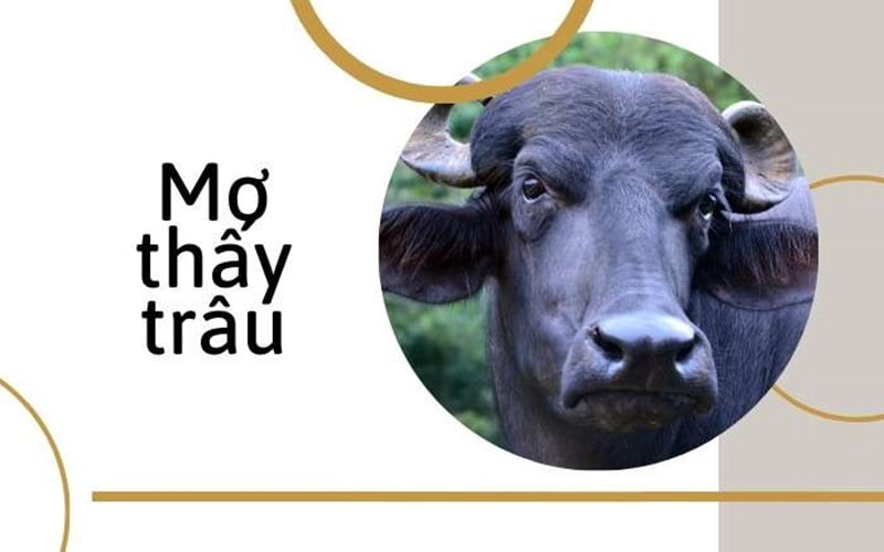 Nằm mơ thấy trâu đen đánh số gì sẽ có tỷ lệ trúng cao? Nằm mơ thấy trâu đen đánh số gì sẽ có tỷ lệ trúng cao?