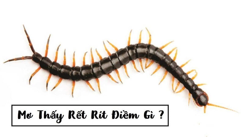 Tìm hiểu điềm báo mơ thấy rết Tìm hiểu điềm báo mơ thấy rết