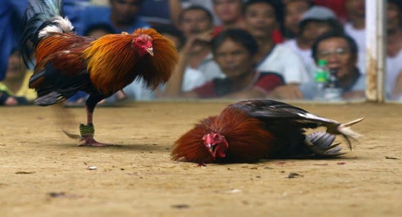 Các hình thức đá gà cơ bản tại nhà cái Các hình thức đá gà cơ bản tại nhà cái