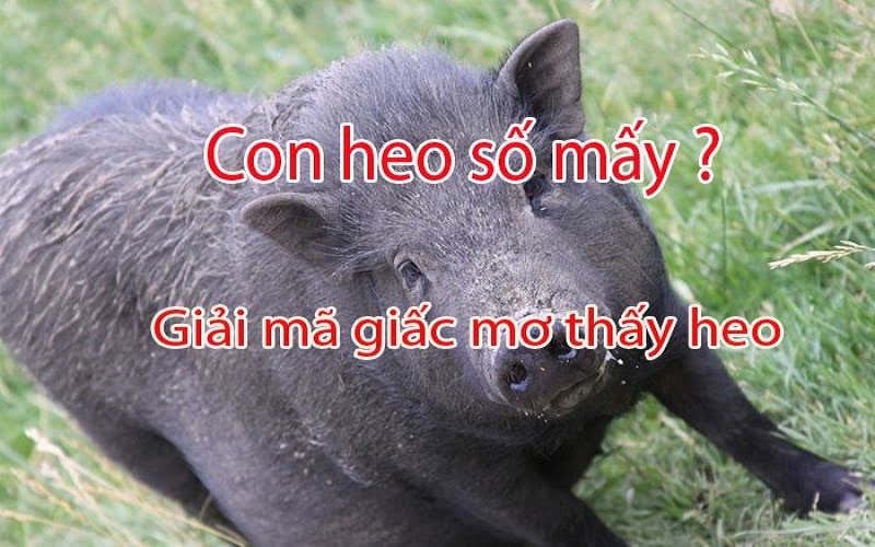 Chiêm bao thấy heo đen là điềm gì Chiêm bao thấy heo đen là điềm gì