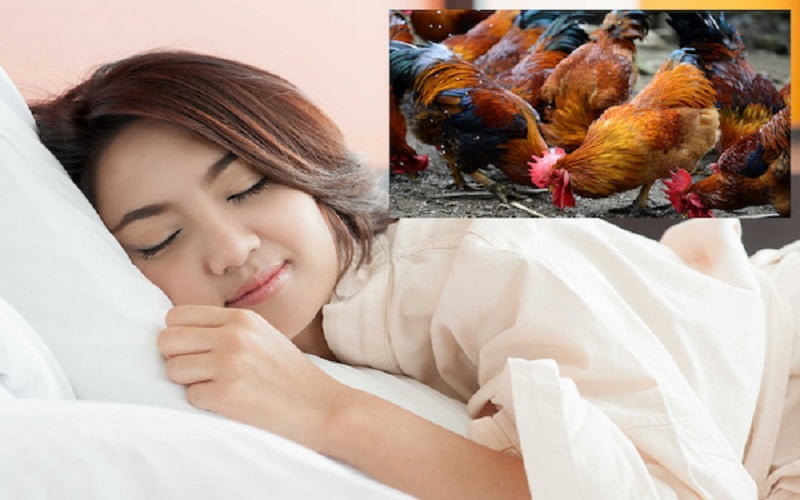 Mơ thấy gà là tốt hay xấu Mơ thấy gà là tốt hay xấu