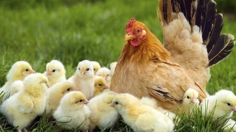 Ý nghĩa giấc mơ thấy gà mẹ và gà con Ý nghĩa giấc mơ thấy gà mẹ và gà con